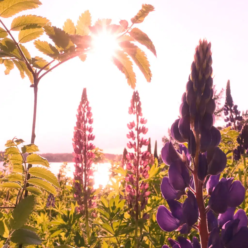 Verkaviken (feat. Magnus Johansson & Jonas Rhodin)