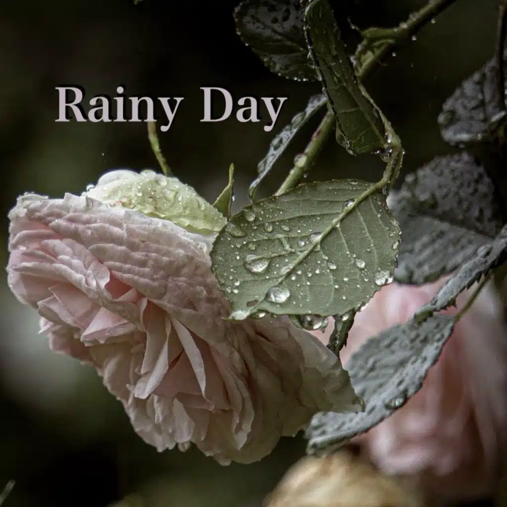 Rainy Day