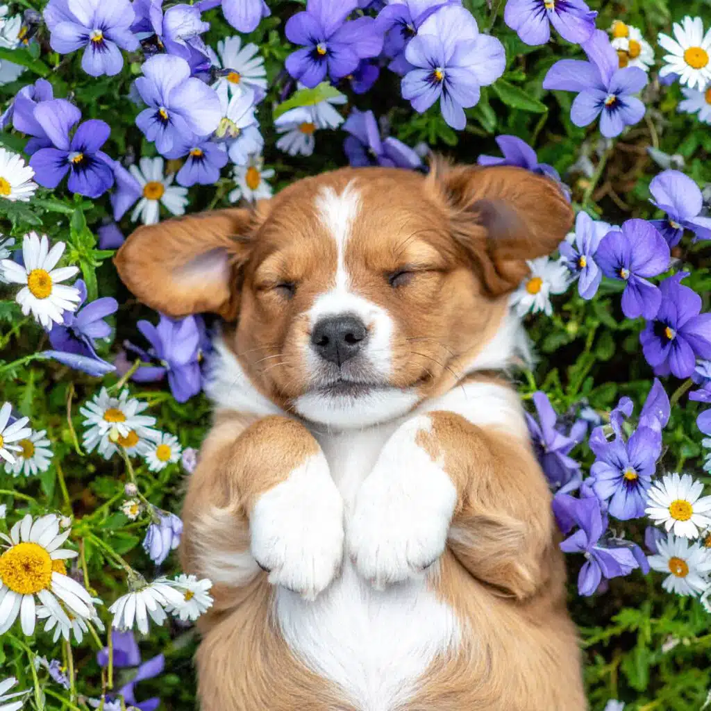 Música Para Perros En La Calma De La Lealtad