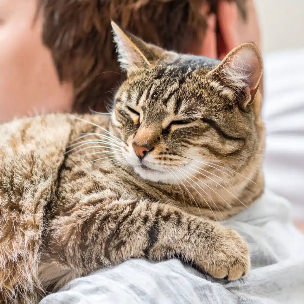 Guitarra Apacible Para Los Gatos En Calma