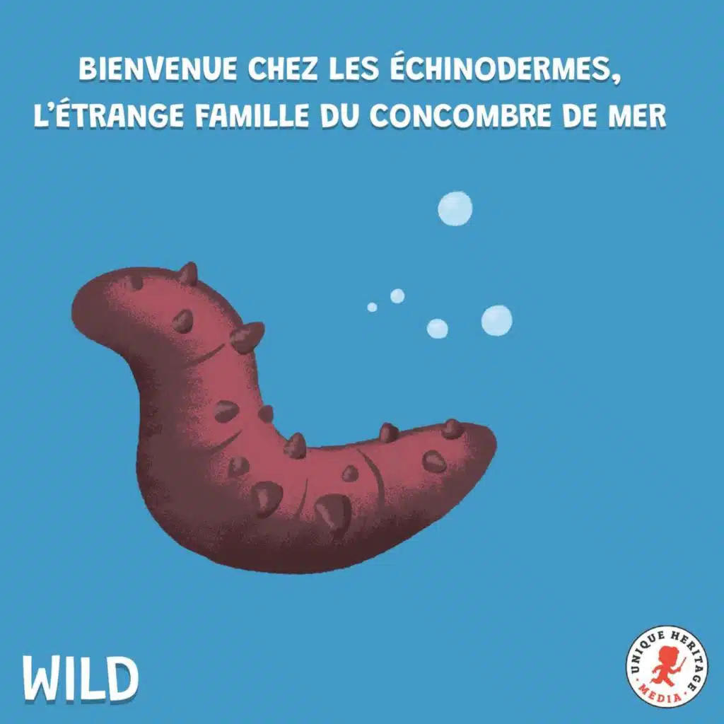 Bienvenue chez les échinodermes, l'étrange famille du concombre de mer !