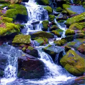 Rushing Woodland Stream Over a Waterfall