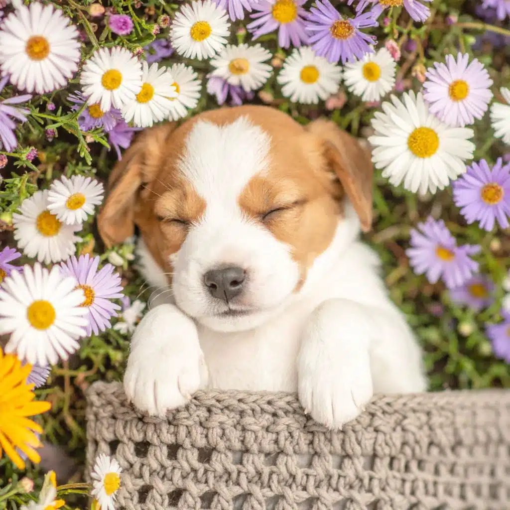 Comodidad Canina: Sonidos Reconfortantes Para Amigos Leales