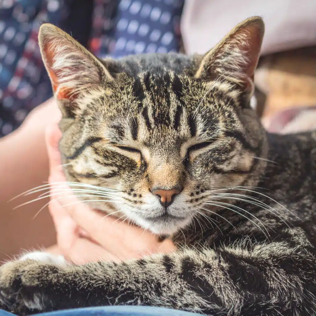 Vibras Lofi Nocturnas Para Gatos Dormilones