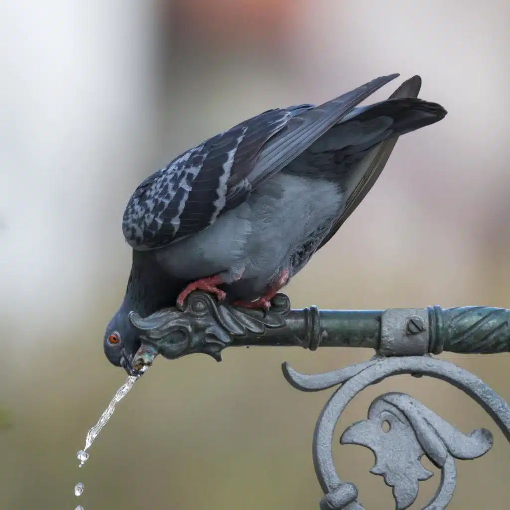 Tauben - Viel schlauer als gedacht