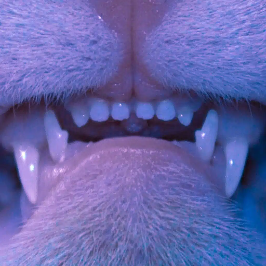 Stain The Canvas & Klaus Noir