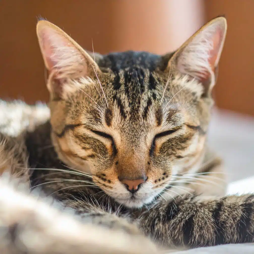 Lofi Suave Para El Confort De Los Gatos