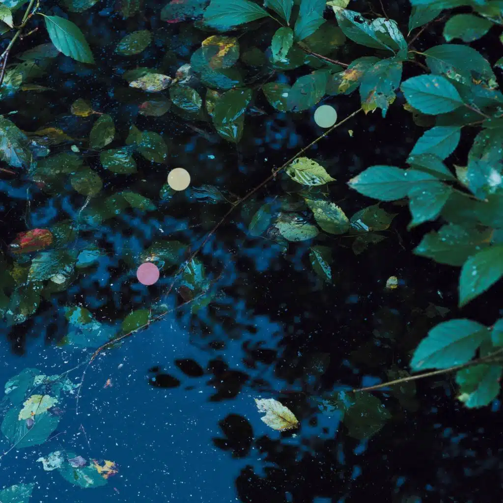 أمطار رقيقة على أوراق خضراء مورقة