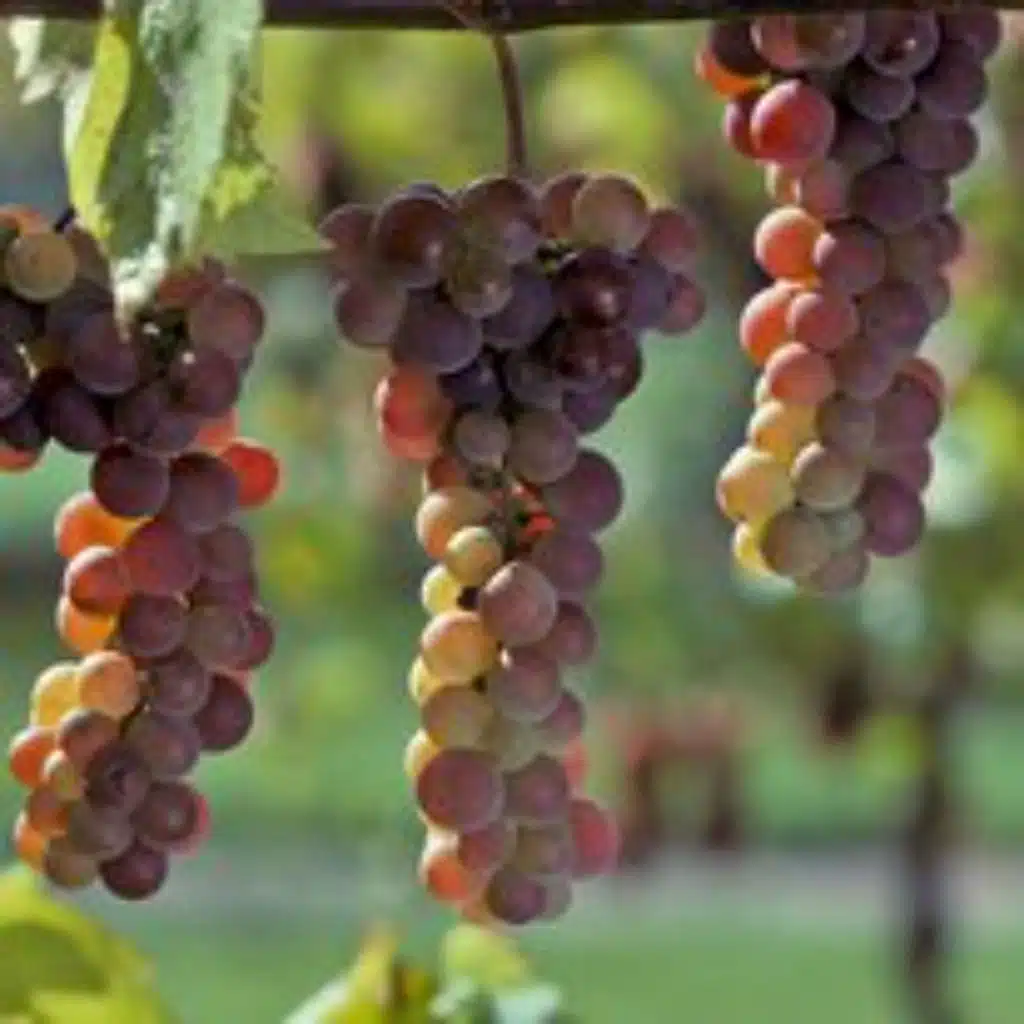 God is the Master Gardener (Every Branch that Bears Fruit is Pruned)