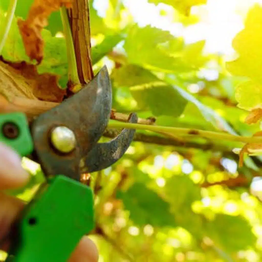 What To Do in a Season of Pruning