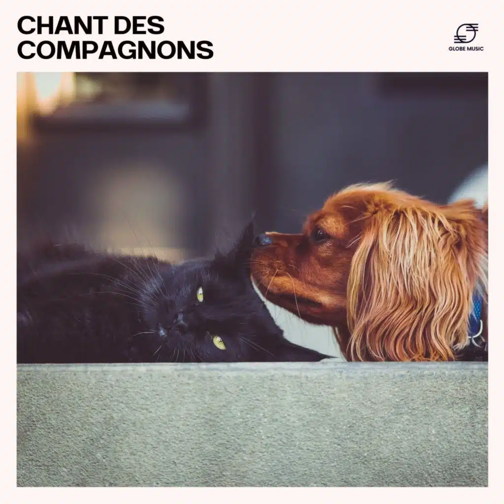 Fréquences de Sommeil pour Chiens