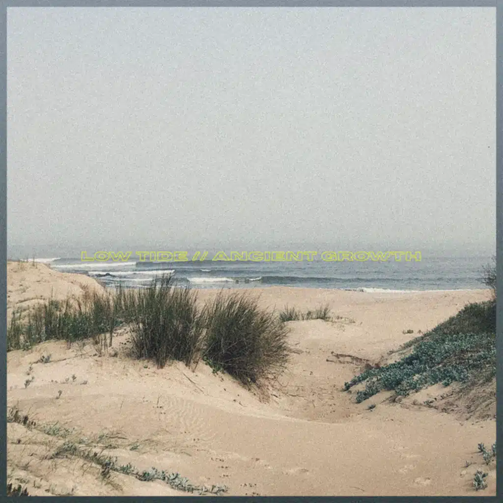 low tide // ancient growth