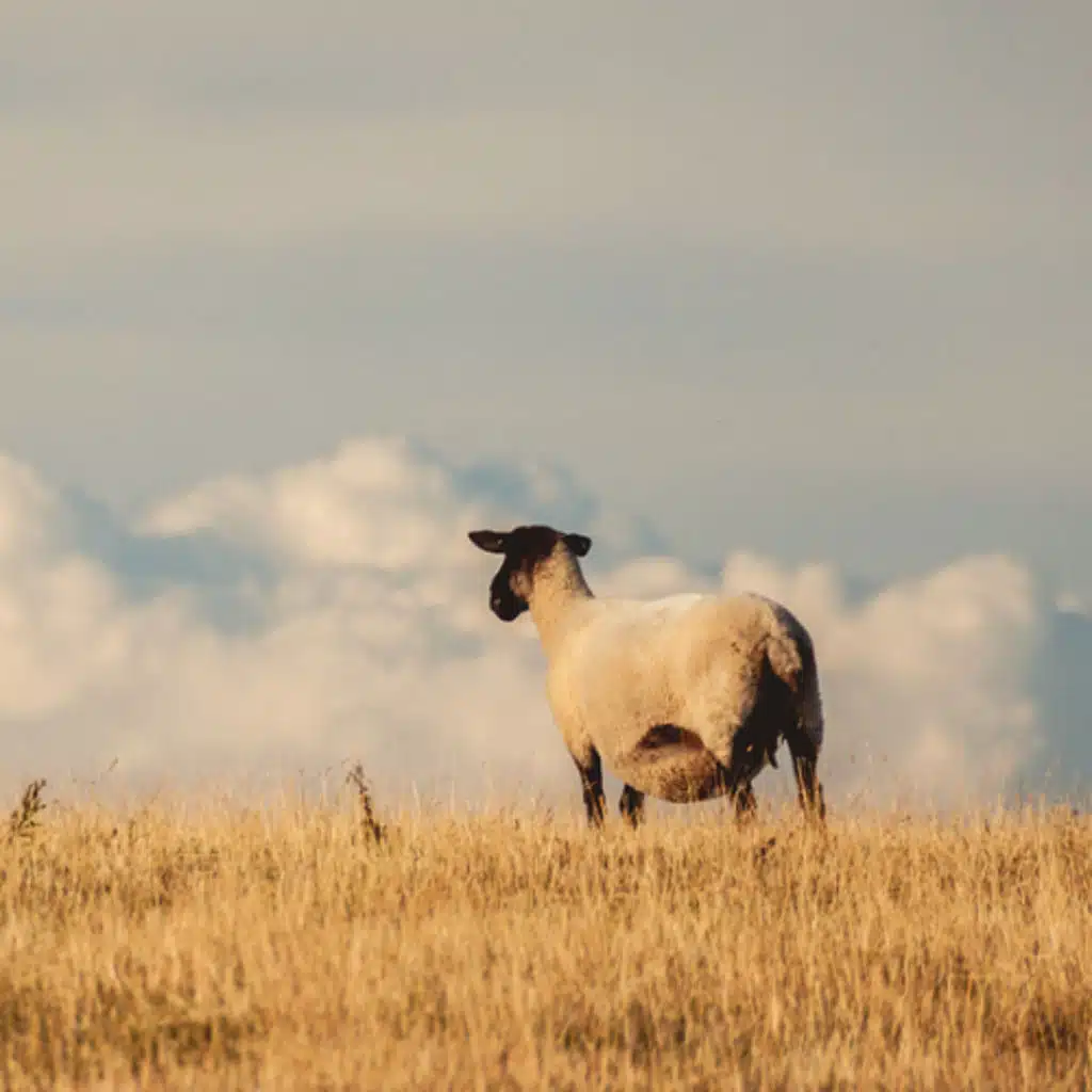 For Jonathan's Sake, Adam Kohlstrom