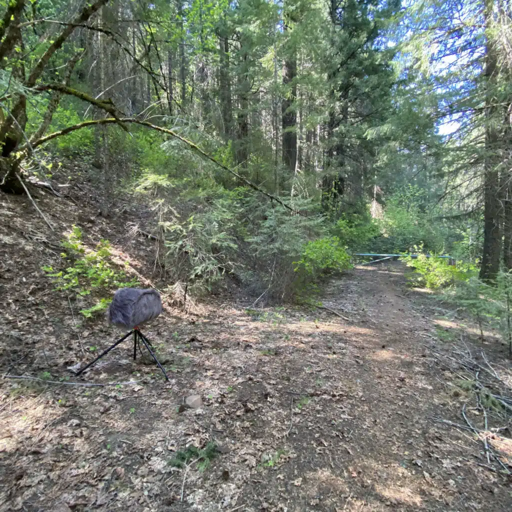 173: Breezy Spring Afternoon in the Forest