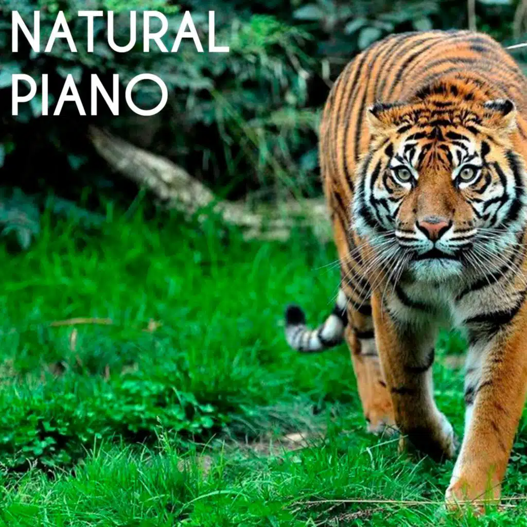 Natural Piano