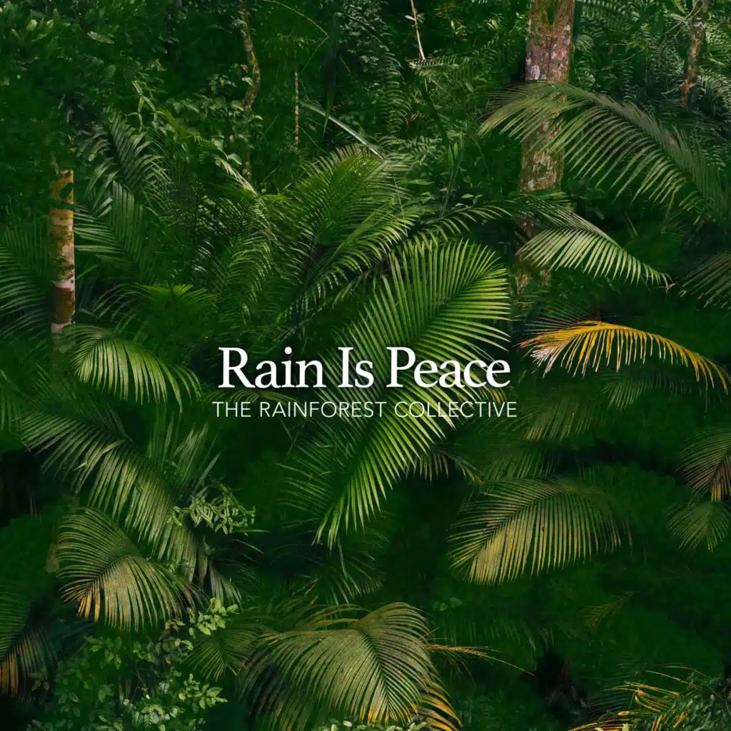 The Rainforest Collective