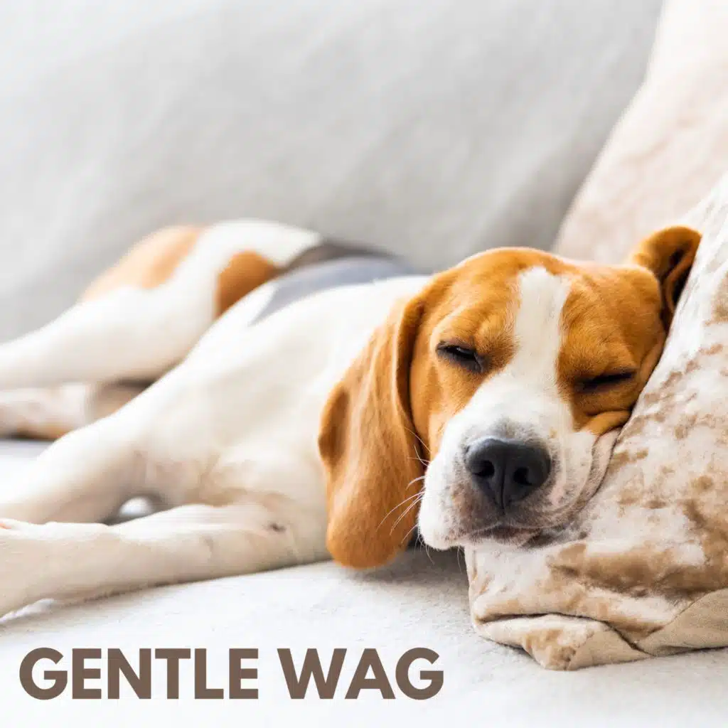 Dog Calming Music
