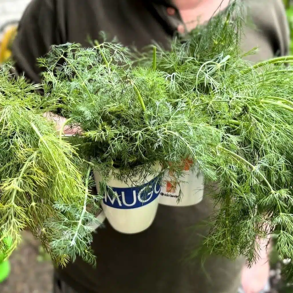 Dill — så svensk, och ändå inte