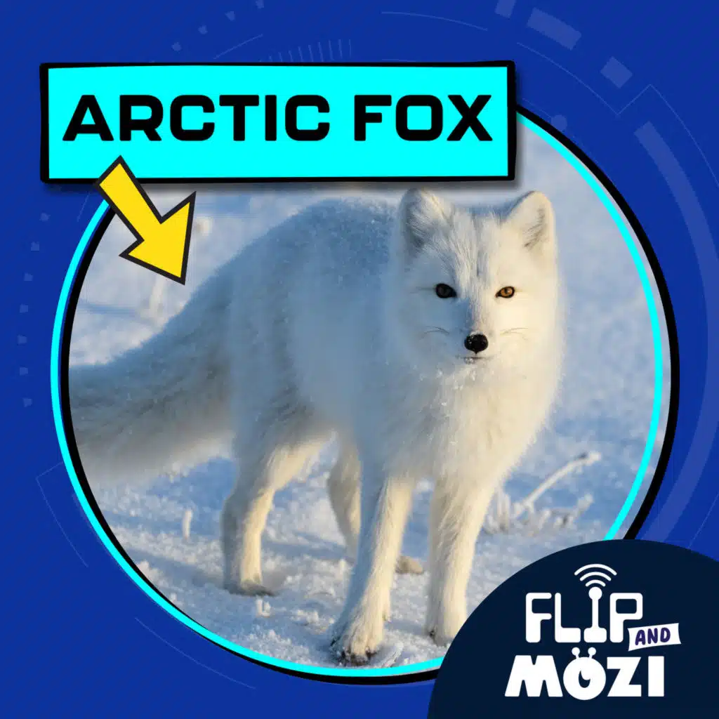 Arctic Fox (6/19/25)