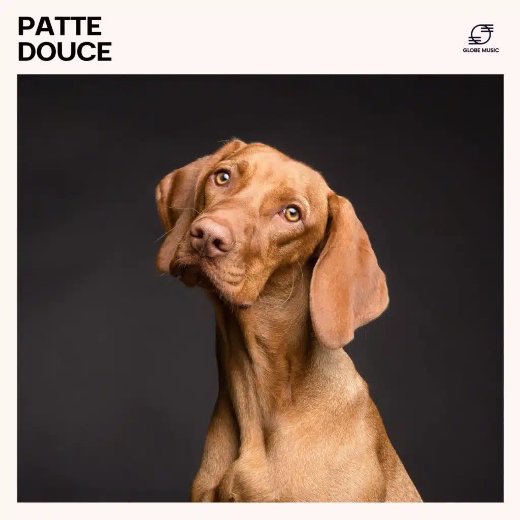 Musique pour Chiens, Détente Chat Zone, Relaxation pour Animaux e Compagnie & Thérapie Sonore pour Animaux