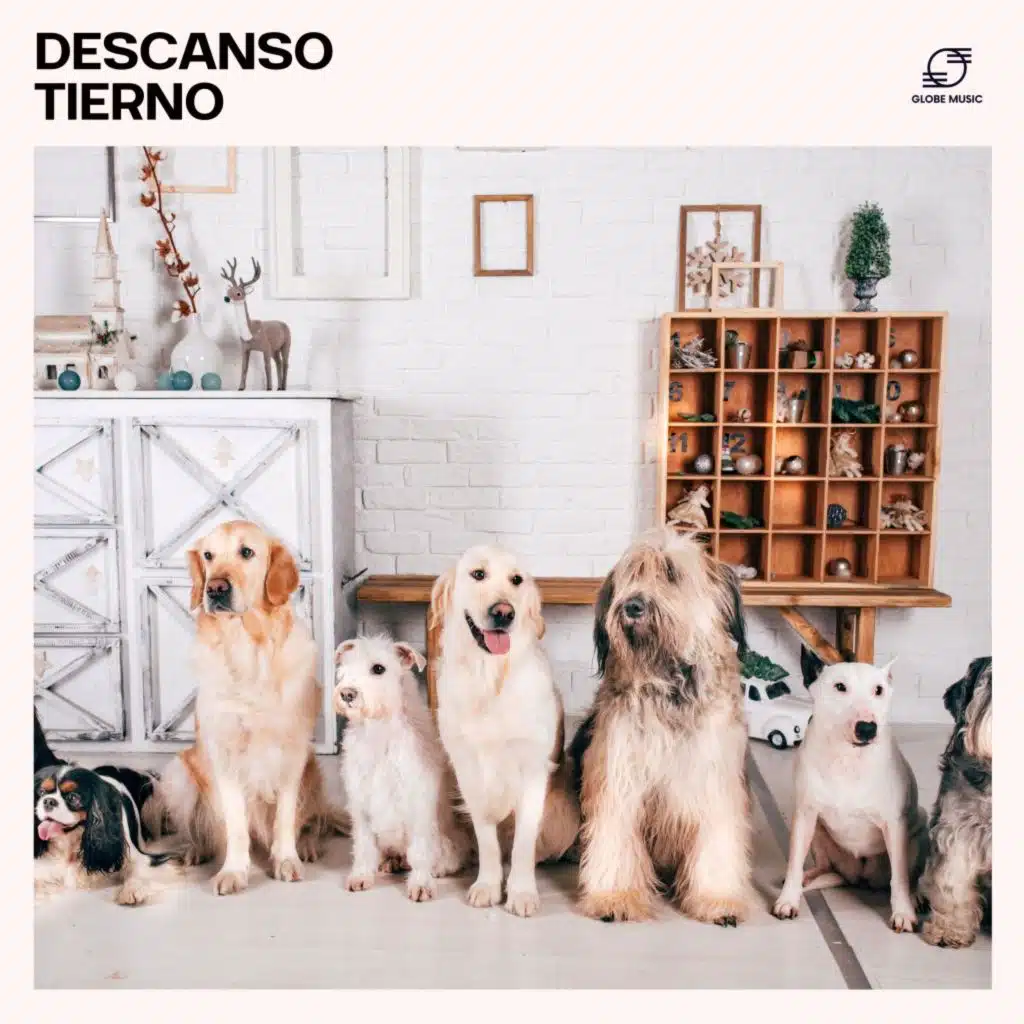 Cachorros Bebes Orchestra, Musica Relajante para Perrors Colecciones, Música Tranquila para Perros & Canciones para Perros