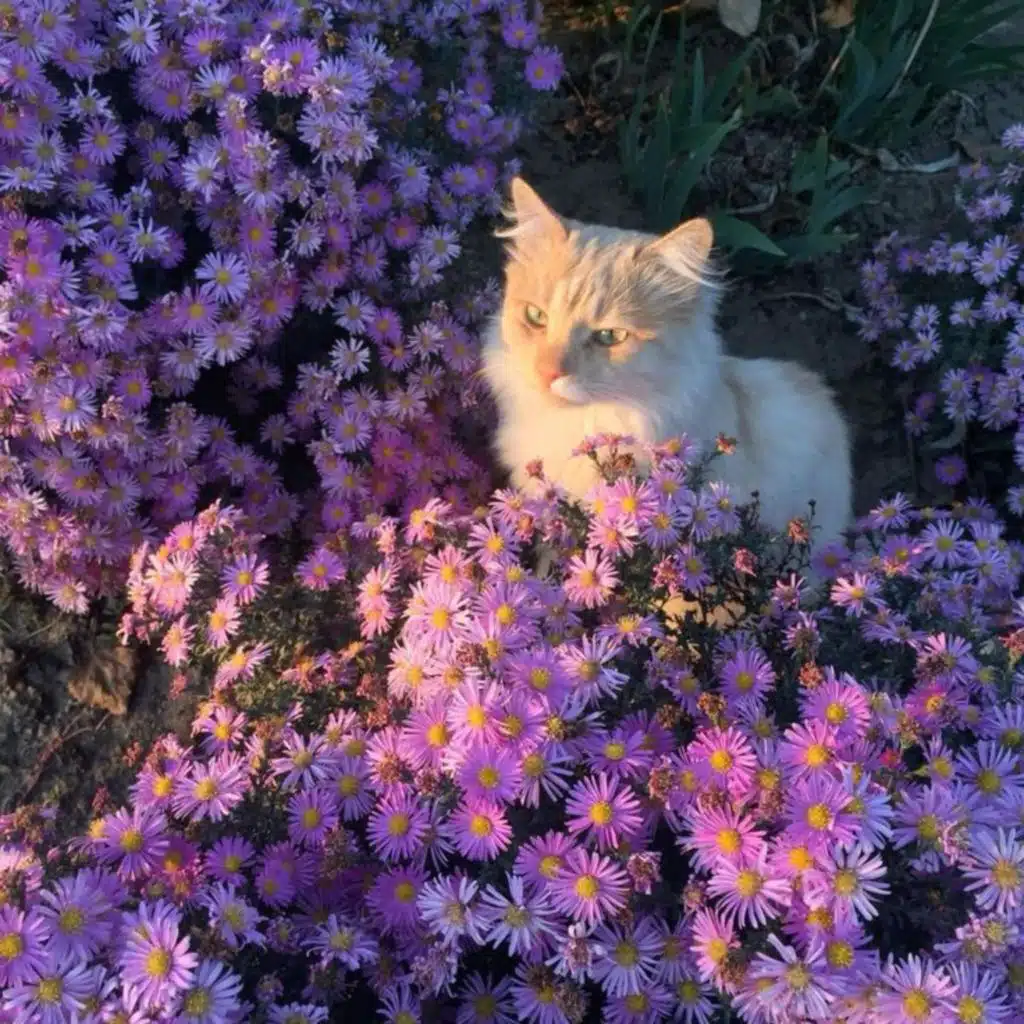 Final Fantasy Mini Tributes