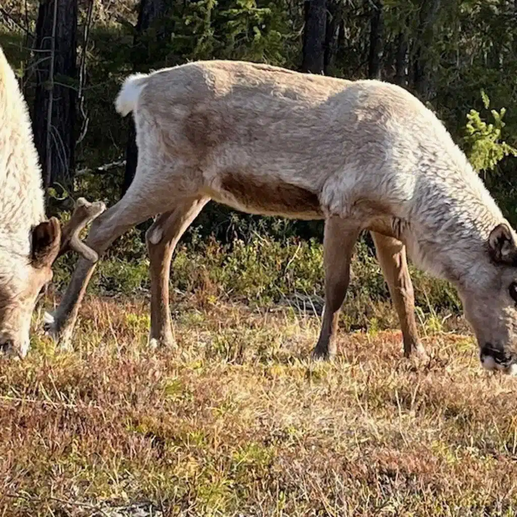 Renens år och landskap, fjällens fåglar&nbsp;och en skrattande groda