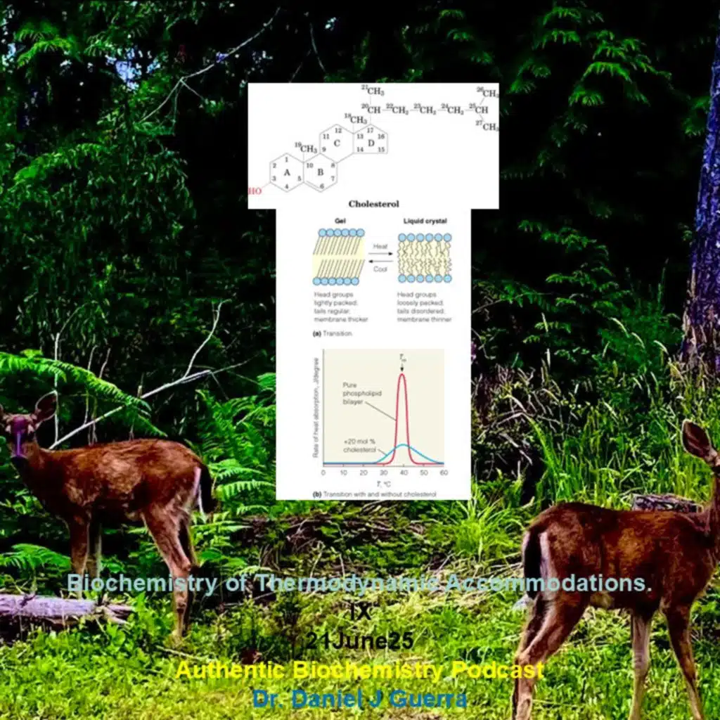 Biochemistry of Thermodynamic Accommodations. IX. 21June25 Authentic Biochemistry Podcast Dr. Daniel J Guerra