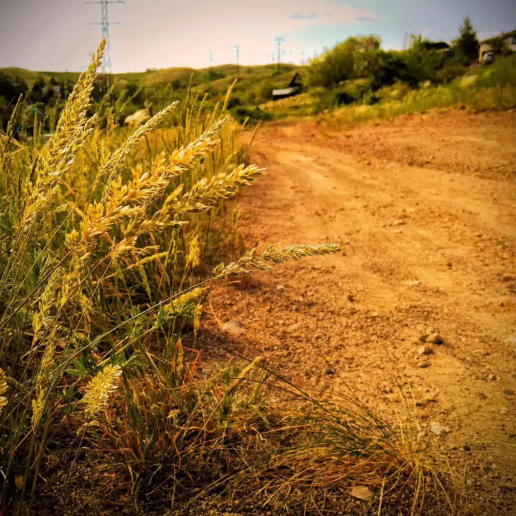 The Firstborn Collection (Cutted Edition)