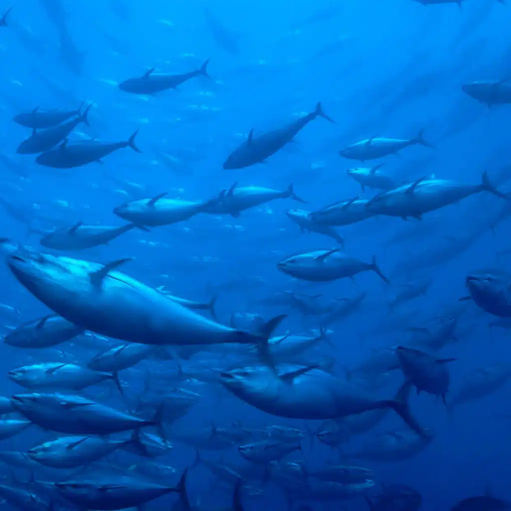 La FAO en minutos – 23 de junio de 2025