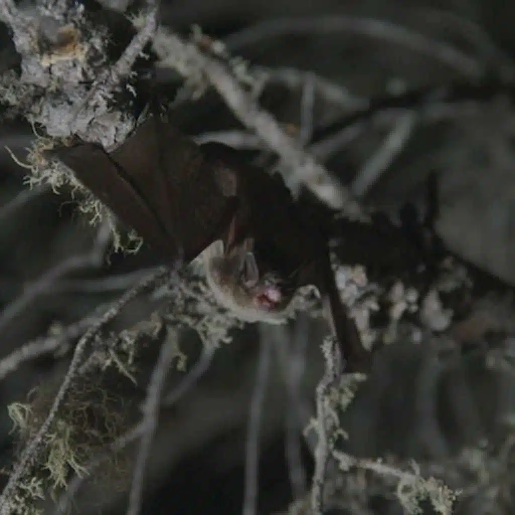 BONUS - Inside the Post-Production Process on "The Invisible Mammal"