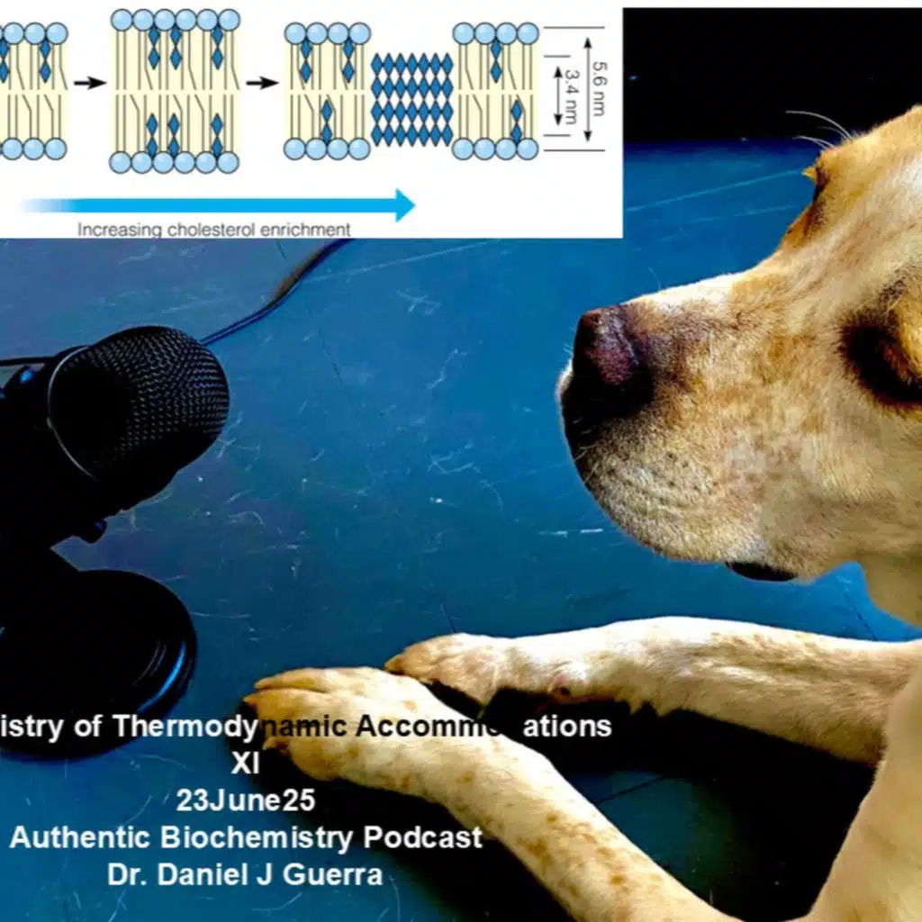 Biochemistry of Thermodynamic Accommodations. XI 23June25 Authentic Biochemistry Podcast Dr. Daniel J Guerra