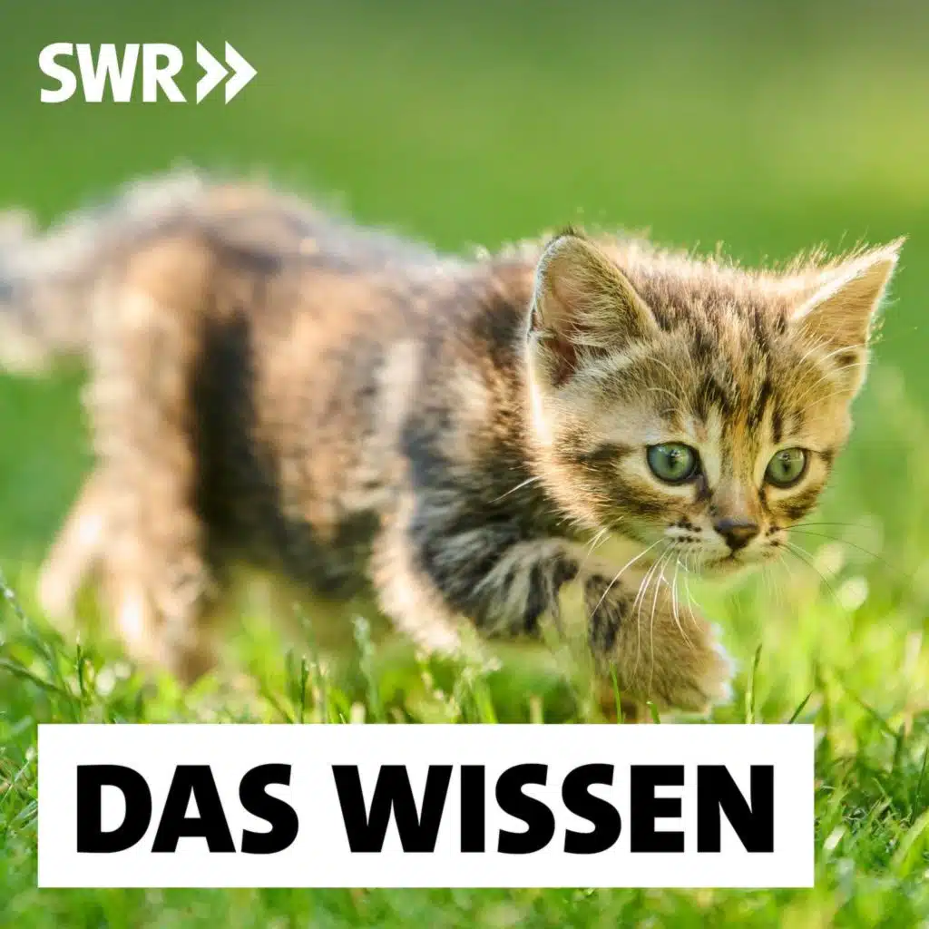 "Oh wie süß" – Was Niedlichkeit mit uns macht