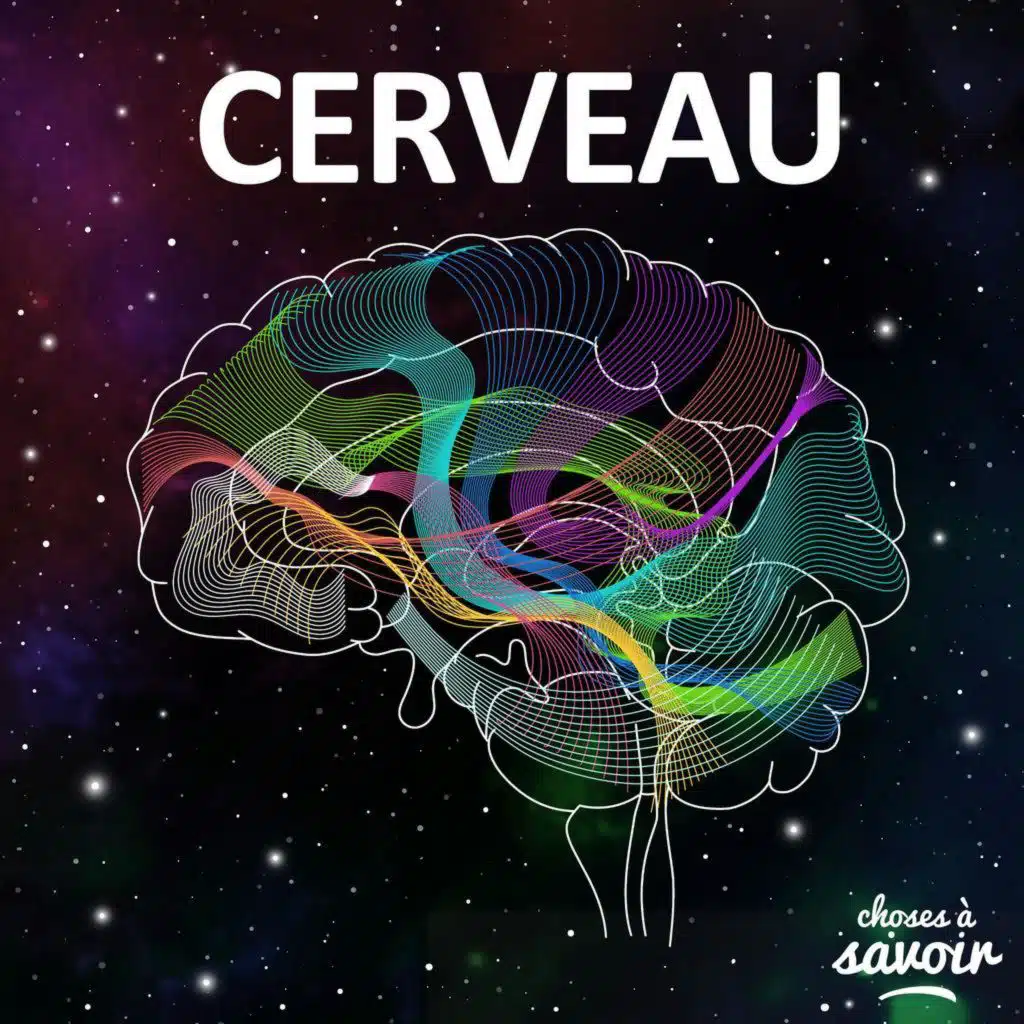 Comment nos neurones créent (et conservent) les souvenirs ?