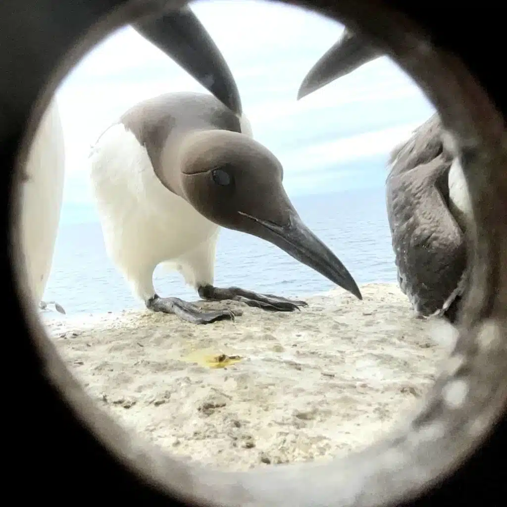 Stora Karlsö – Sveriges enda fågelberg