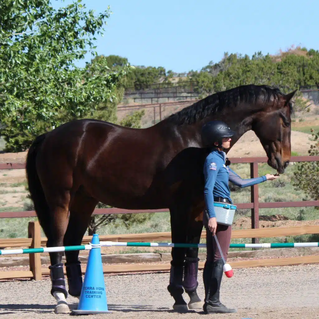 Aachen Dreams & R+ Horse Training