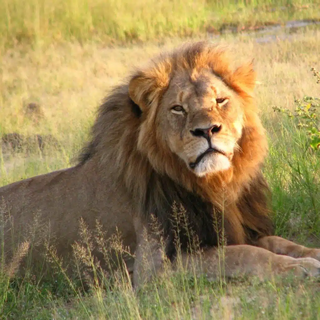 Cecil The Lion: Trophy Kill