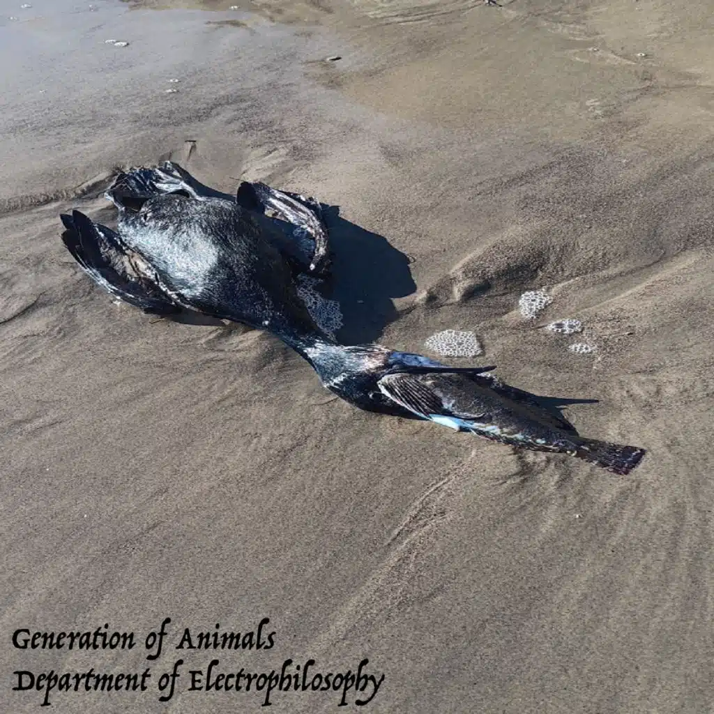 Generation of Animals