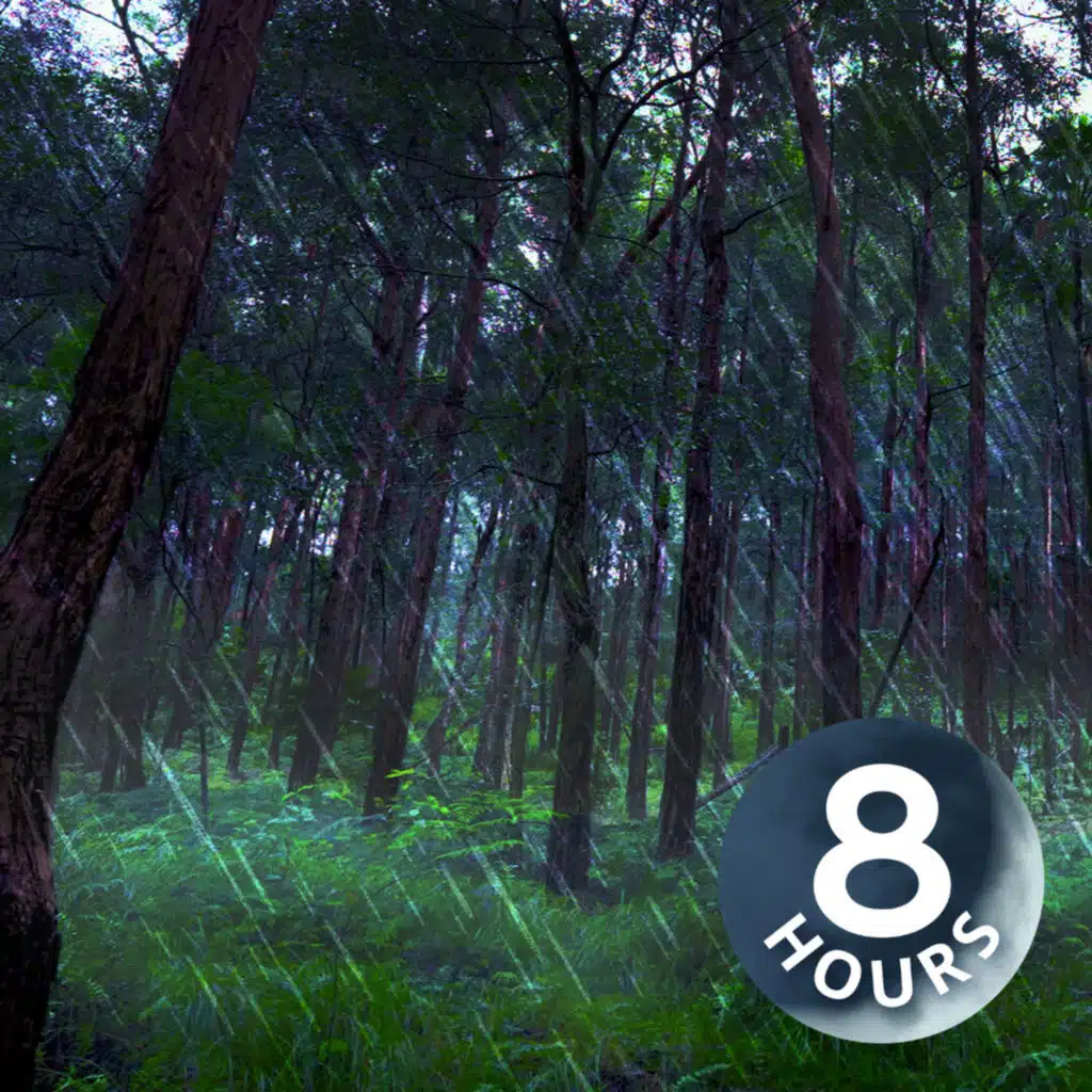 Rain Falling Sounds in Australian Forest 8 Hours I White Noise for Sleep or Focus