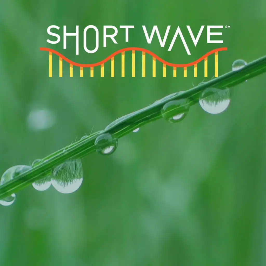 Why Dew Point Is This Summer's 'It Girl'