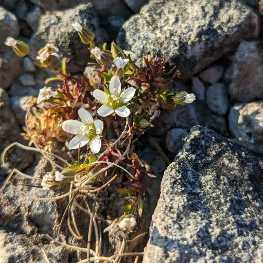 Serpentinbotanik på fjället Graipesvare&nbsp;– och barnens lerfigurer ger plats åt fiskrom
