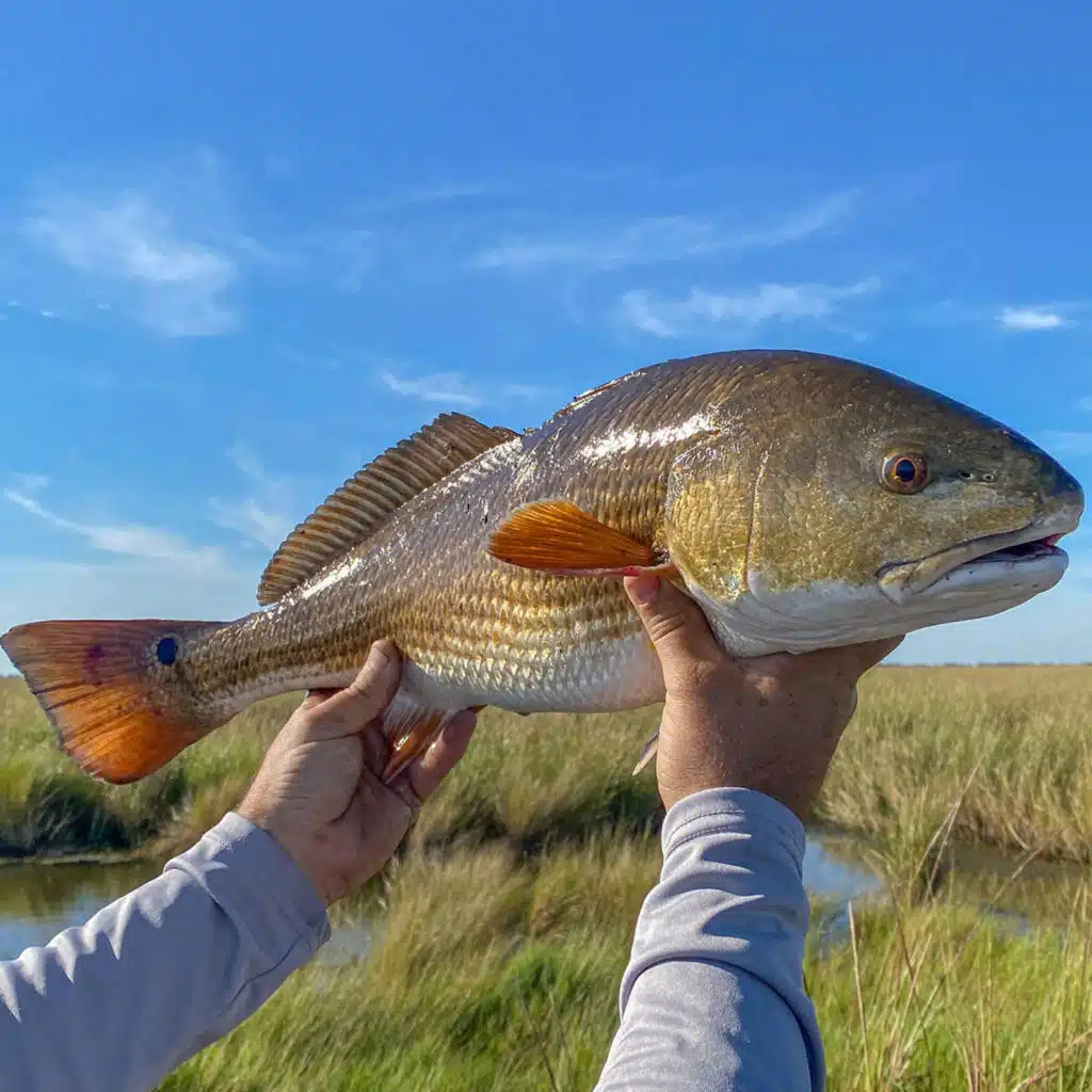 Where might you find Tripletail right now?