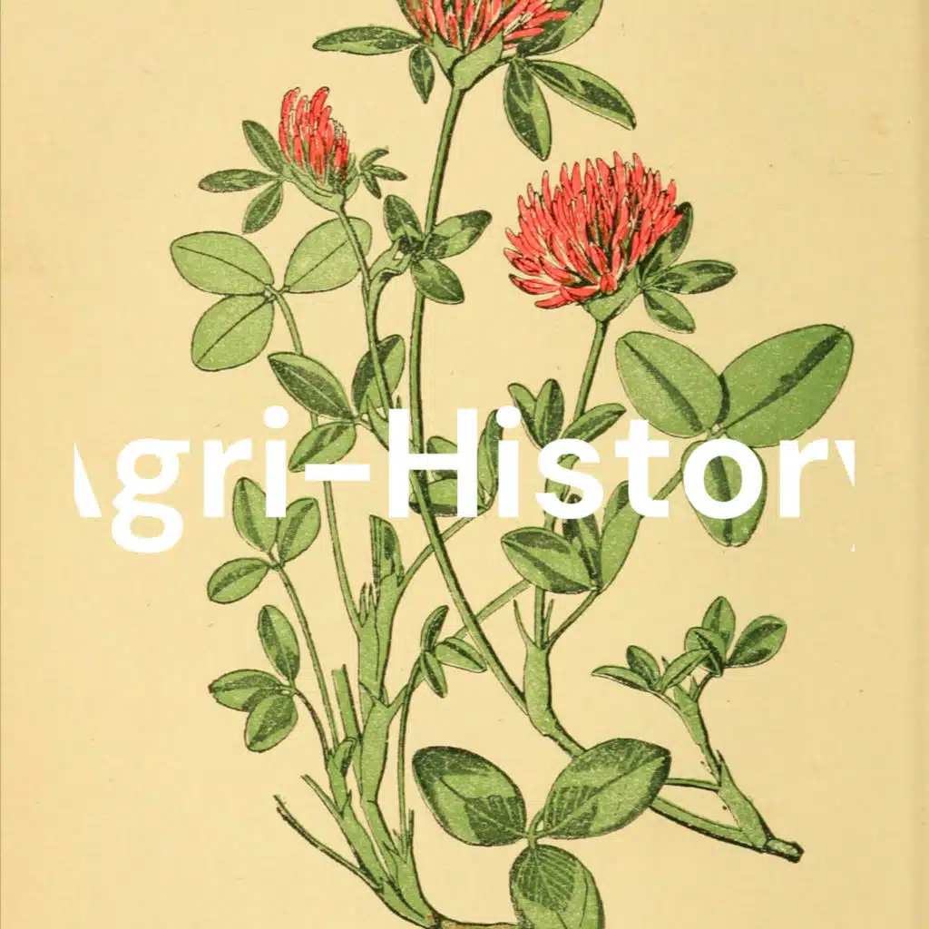 Momento Malum Today Episode 169 Dairy Sheep Pedigree