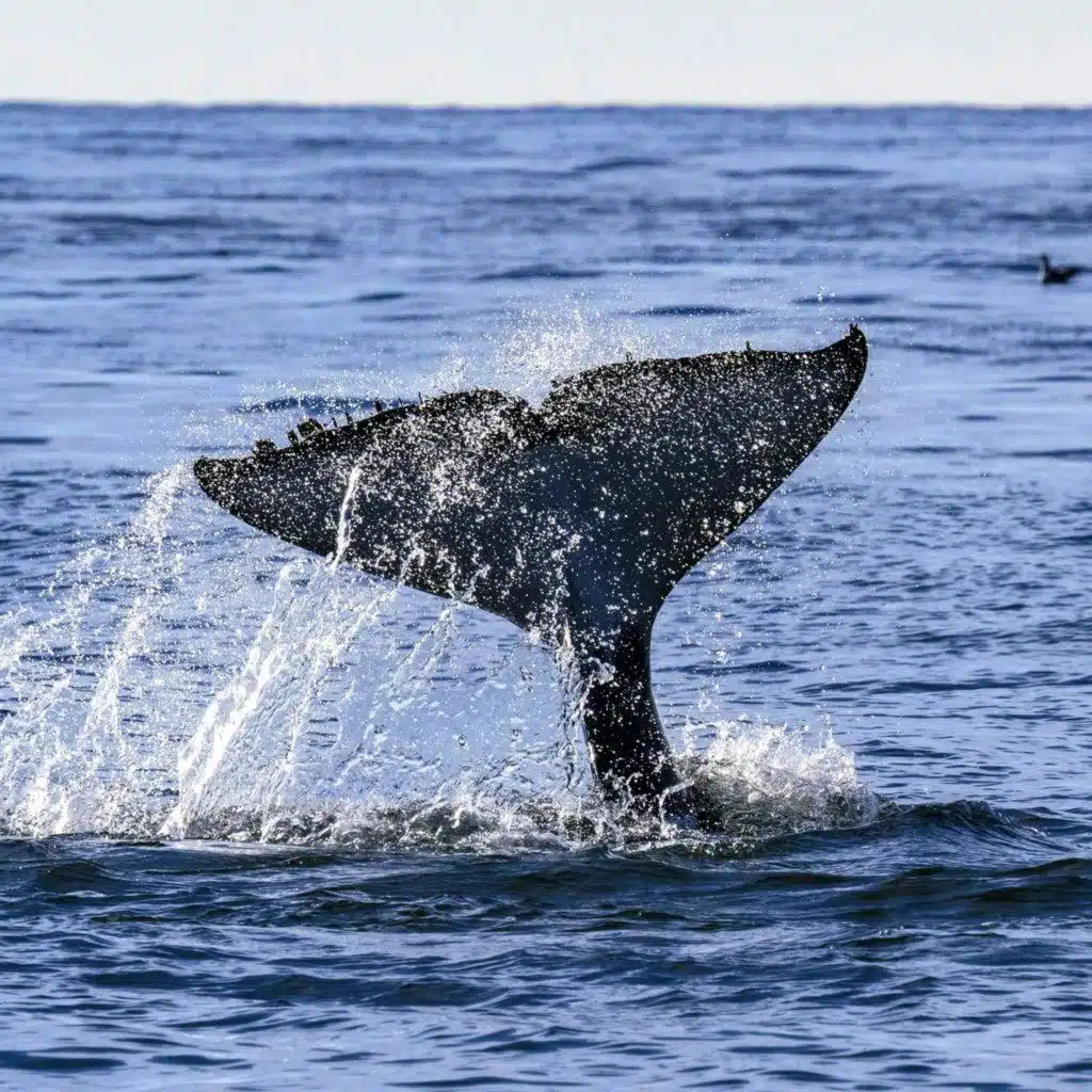 Whales Face Increasing Risks In Busy Santa Barbara Channel