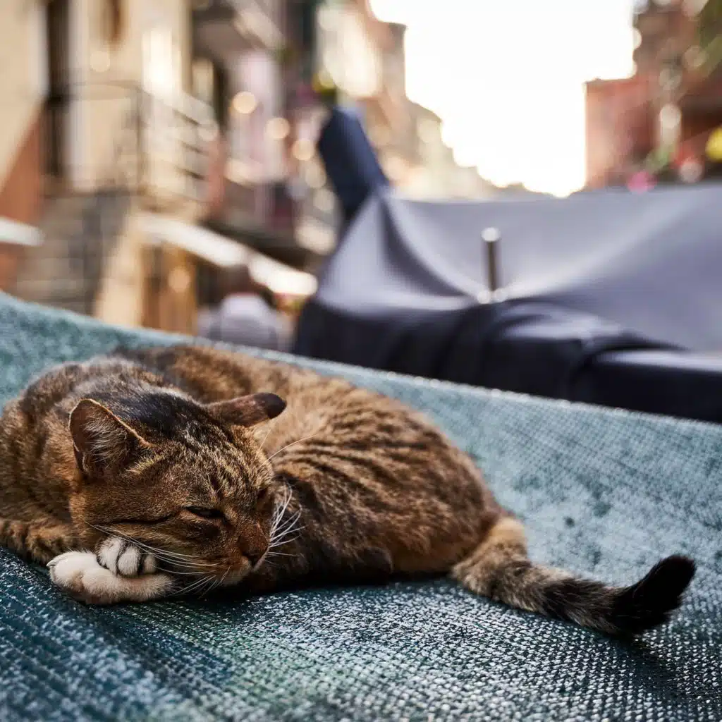 Guided Meditation for MANIFESTATION - Visualise THE NEW YOU (LAW OF ATTRACTION, MANIFESTATION)ASMR