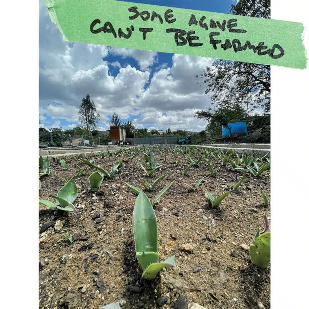 Some agave can't be farmed