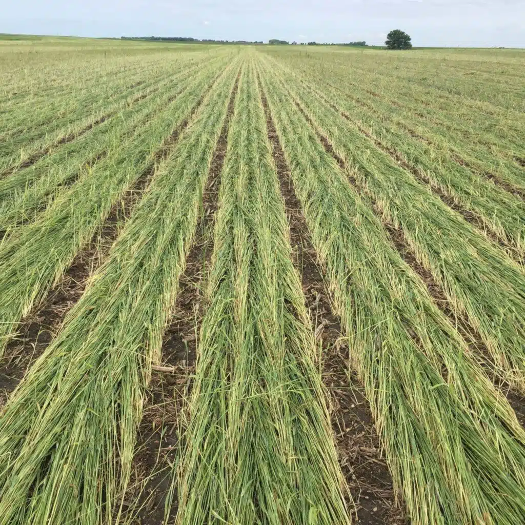 Cover Crops for Improved Soil and Water