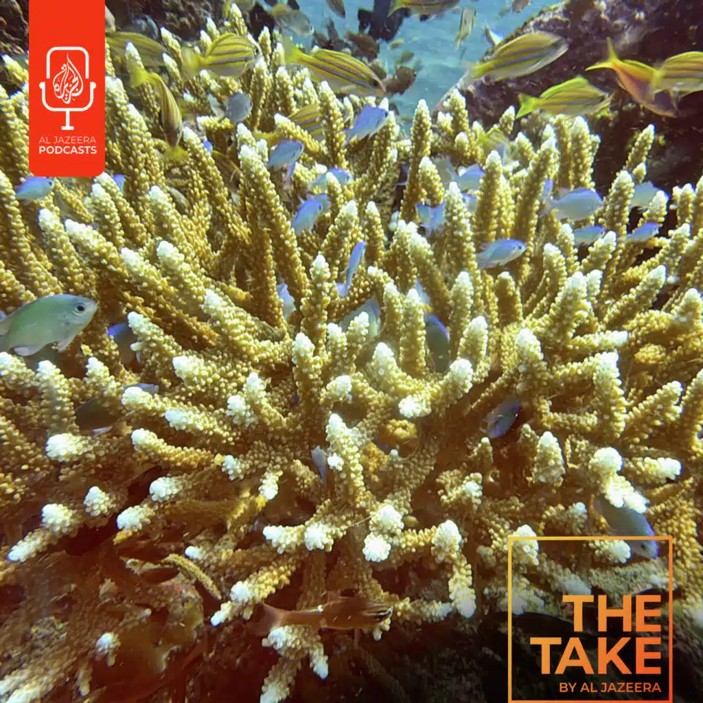 What would happen if coral reefs disappeared?