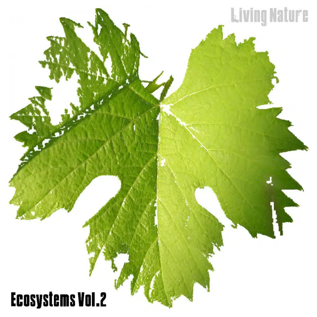 Radhika (Original mix)