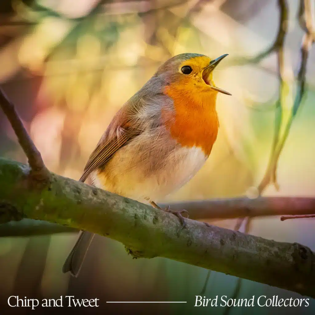 Bird Sound Collectors